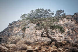 Tree and Stone 2