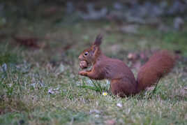 Qui a volé, volé...?