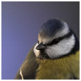 Gros plan d'une Mésange bleue