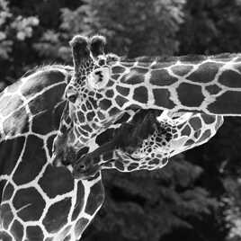 Câlin entre Girafes