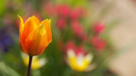 Inspiration printanière