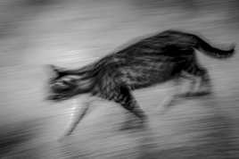 Le chat lent qui passe.