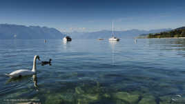 Vue sur le lac Léman