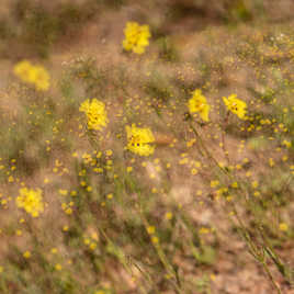 promenade dans les prés