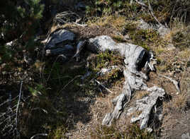 Zoomorphisme végétal