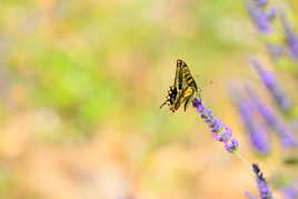 Dans les champs de lavandes