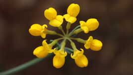 Géométrie florale