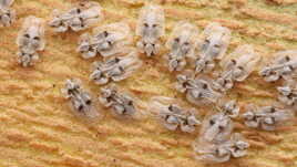 Il y en a du monde là dessous !