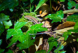 Lézard