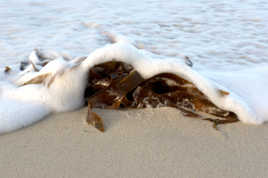 Laminaire à Saint-Pabu