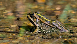 Les pieds dans l'eau
