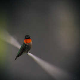Le colibri sur le fil