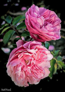 Leonardo da Vinci Pink Rose