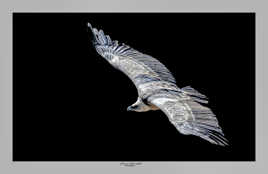 Vautour Fauve en mode Low-key