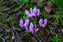 Cyclamens