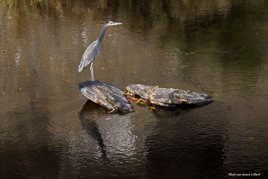Le héron à 16:20:33