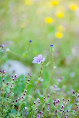 fraîcheur du printemps