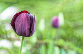 Tulipes