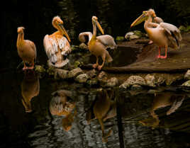 Scène de Pelicans