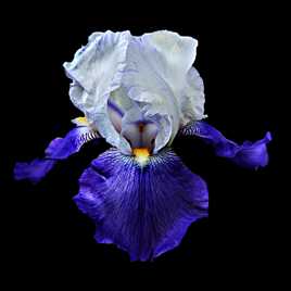 Iris