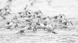 bécasseaux Sanderling