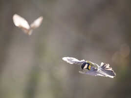 J'aurai voulu être un oiseau...