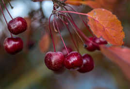 cerises d'automne