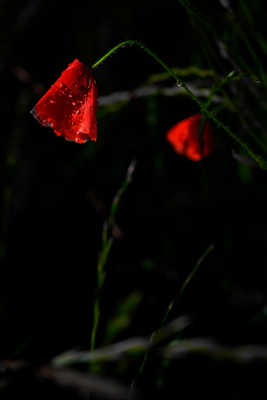La rosée sur les coquelicots