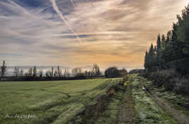 Petit matin frileux sur le blé.