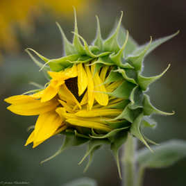 Naissance d'un tournesol
