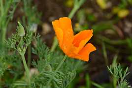 Eschscholtzia et ses perles d'eau