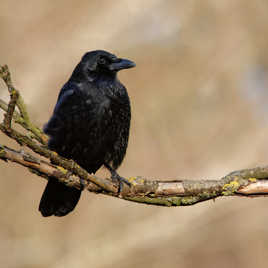 Oh le paparazzi.... !!