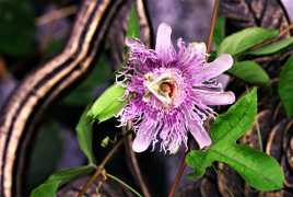 Fleur de la passion