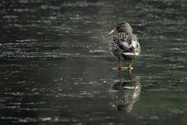 Attends, je réfléchis
