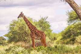 Mon profil gauche ...