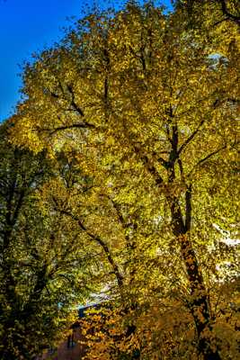 couleurs d'automne 3