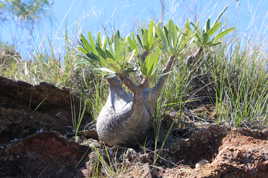 Baobab miniature...