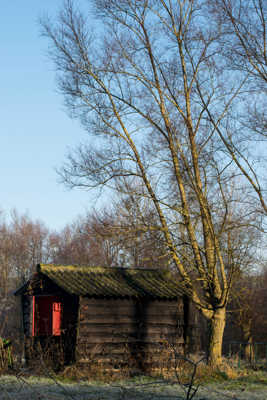 L'arbre et la cabane