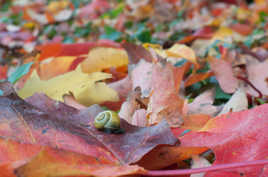 Ballade d'automne