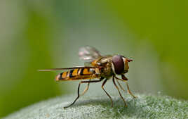 Syrphe