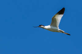 Avocette Elengante