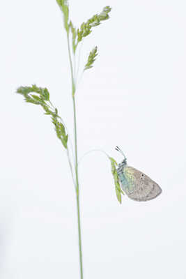 Douceur du petit matin.