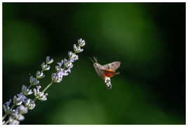 Papillon colibri