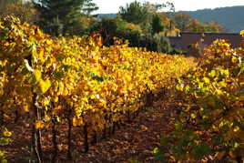 soleil couhant sur les vignes