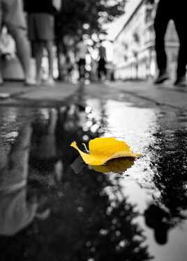 Nature urbaine