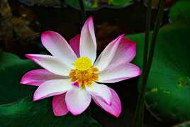 Fleur de Lotus