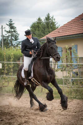 Dressage