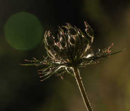 contre jour 2