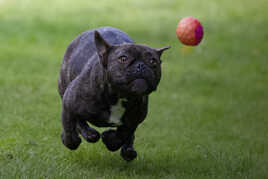 Regard sur la balle