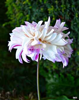 Dahlia frivole